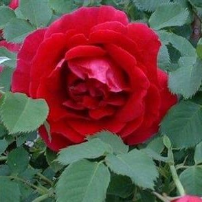 Роза парковая Кутберт Грант